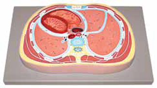 Schematic Cross Section through Thorax (T8)